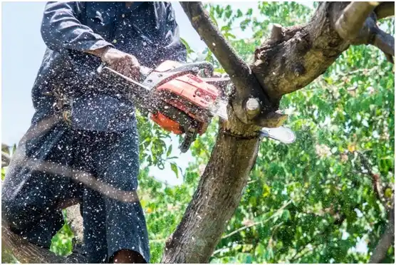 tree services Wimberley